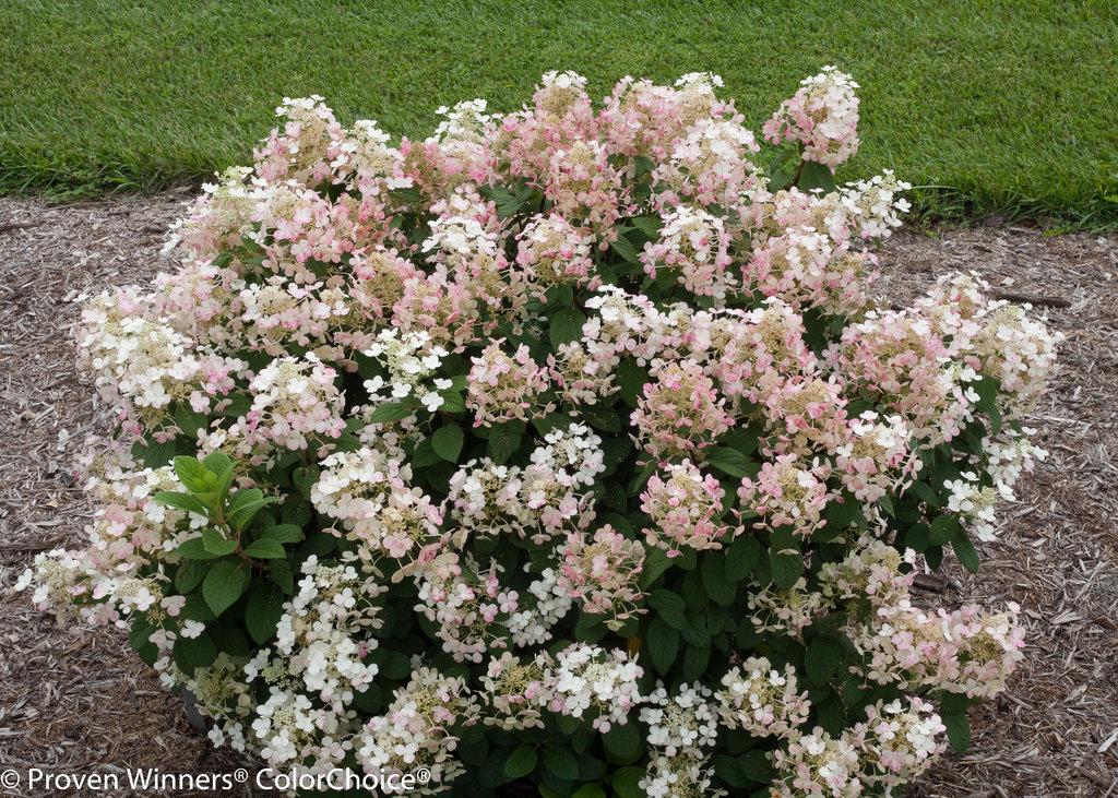 Hydrangea Paniculata Little Quick Fire - View 1 from www redcrocus com