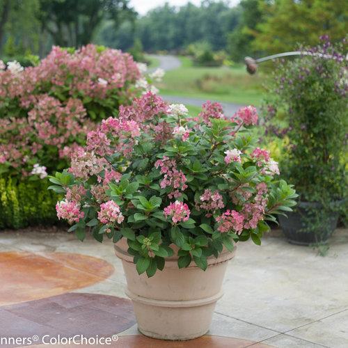 Hydrangea Paniculata Little Quick Fire - View 20 from www redcrocus com