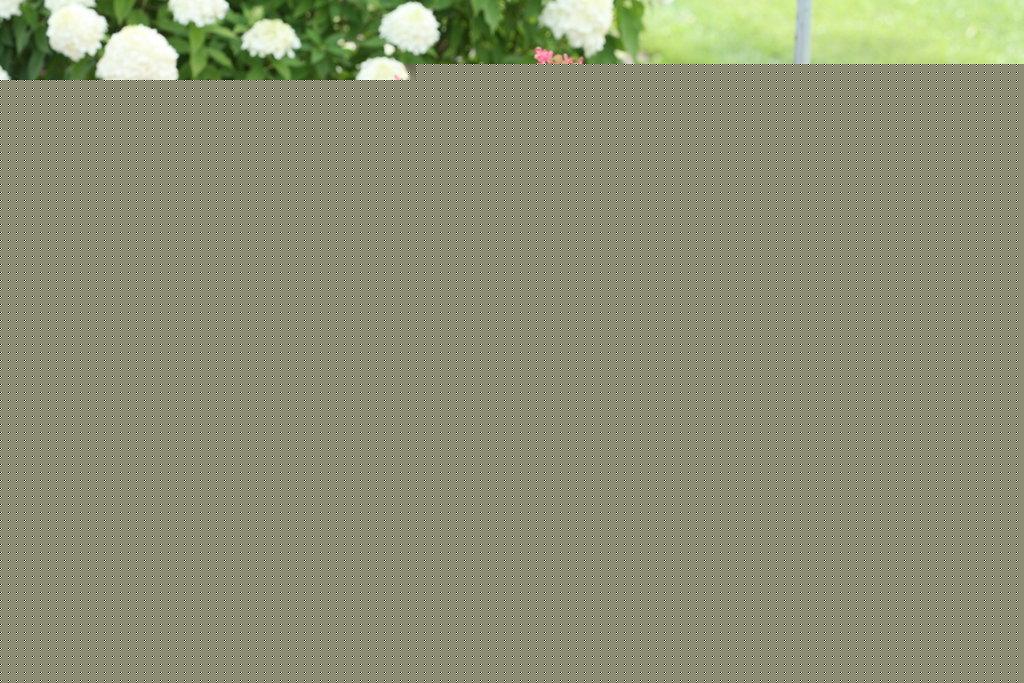 Hydrangea Paniculata Little Quick Fire - View 2 from www redcrocus com