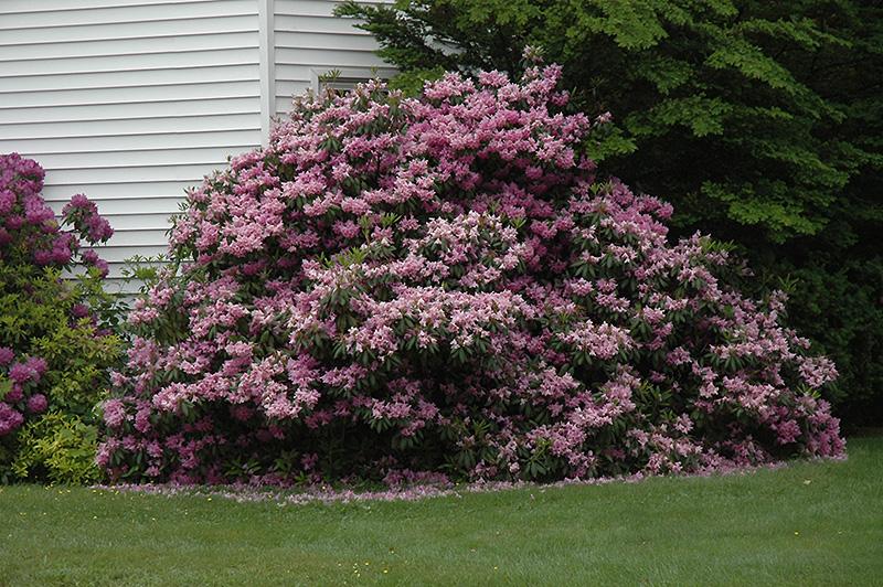 Rhododendron Maximum Roseum - View 3 from www redcrocus com