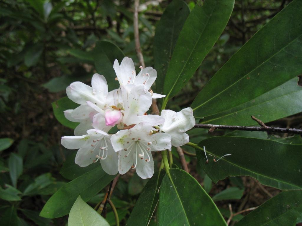Rhododendron Maximum Roseum - View 8 from www redcrocus com