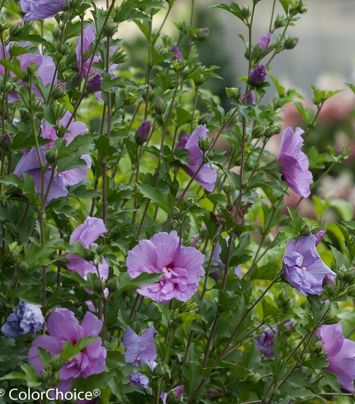 Hibiscus Syriacus Lavender Chiffon - View 3 from www redcrocus com