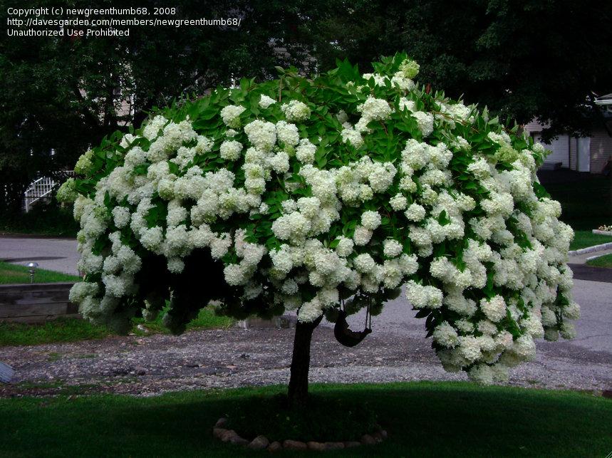 Hydrangea Paniculata Phantom Tree Form - View 10 from www redcrocus com