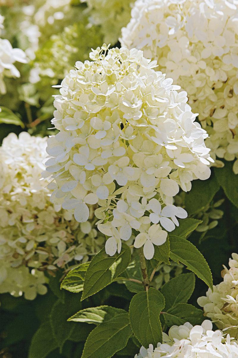 Hydrangea Paniculata Phantom Tree Form - View 8 from www redcrocus com