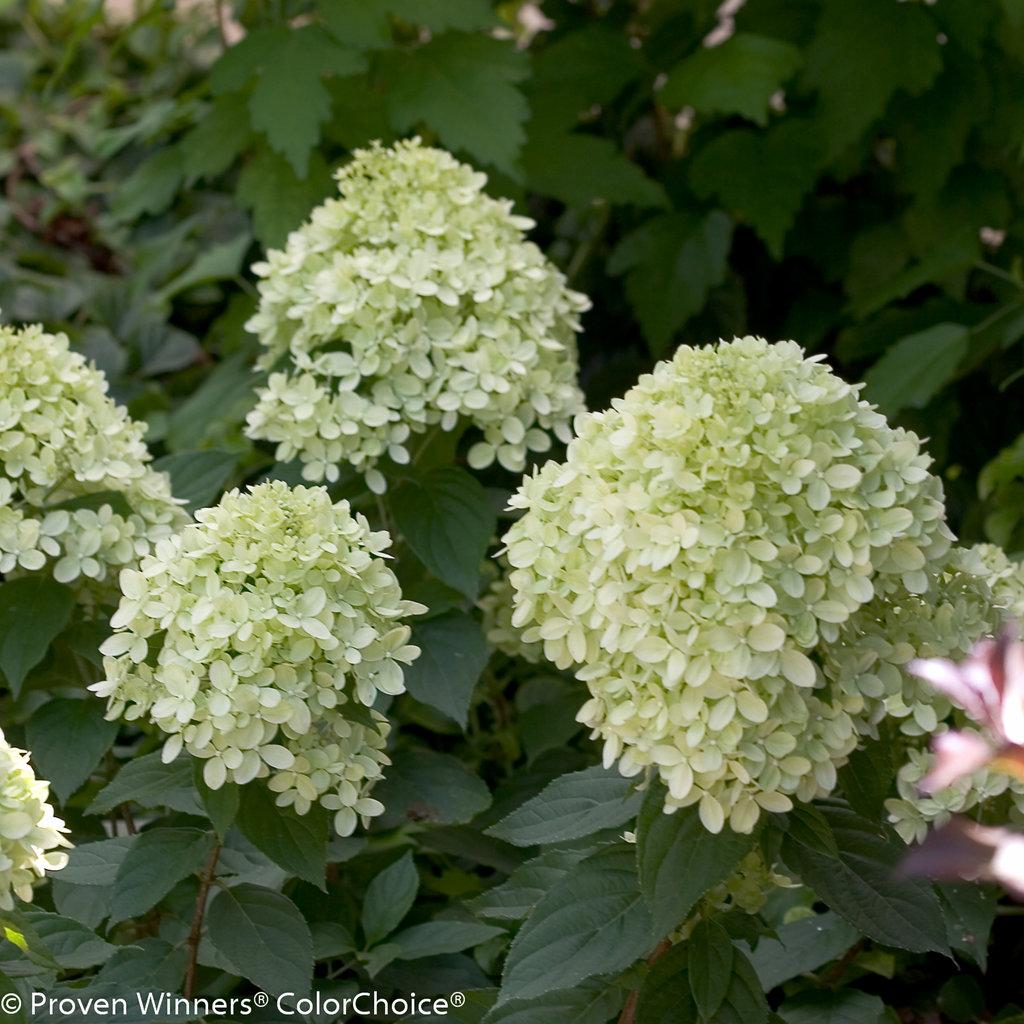 Hydrangea Paniculata Little Lime - View 14 from www redcrocus com
