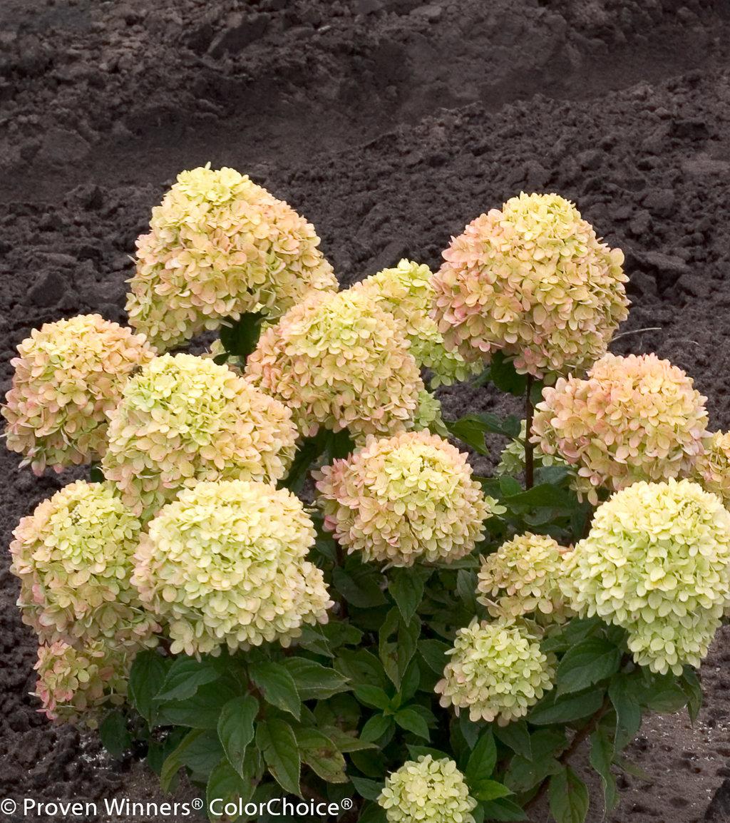 Hydrangea Paniculata Little Lime - View 15 from www redcrocus com
