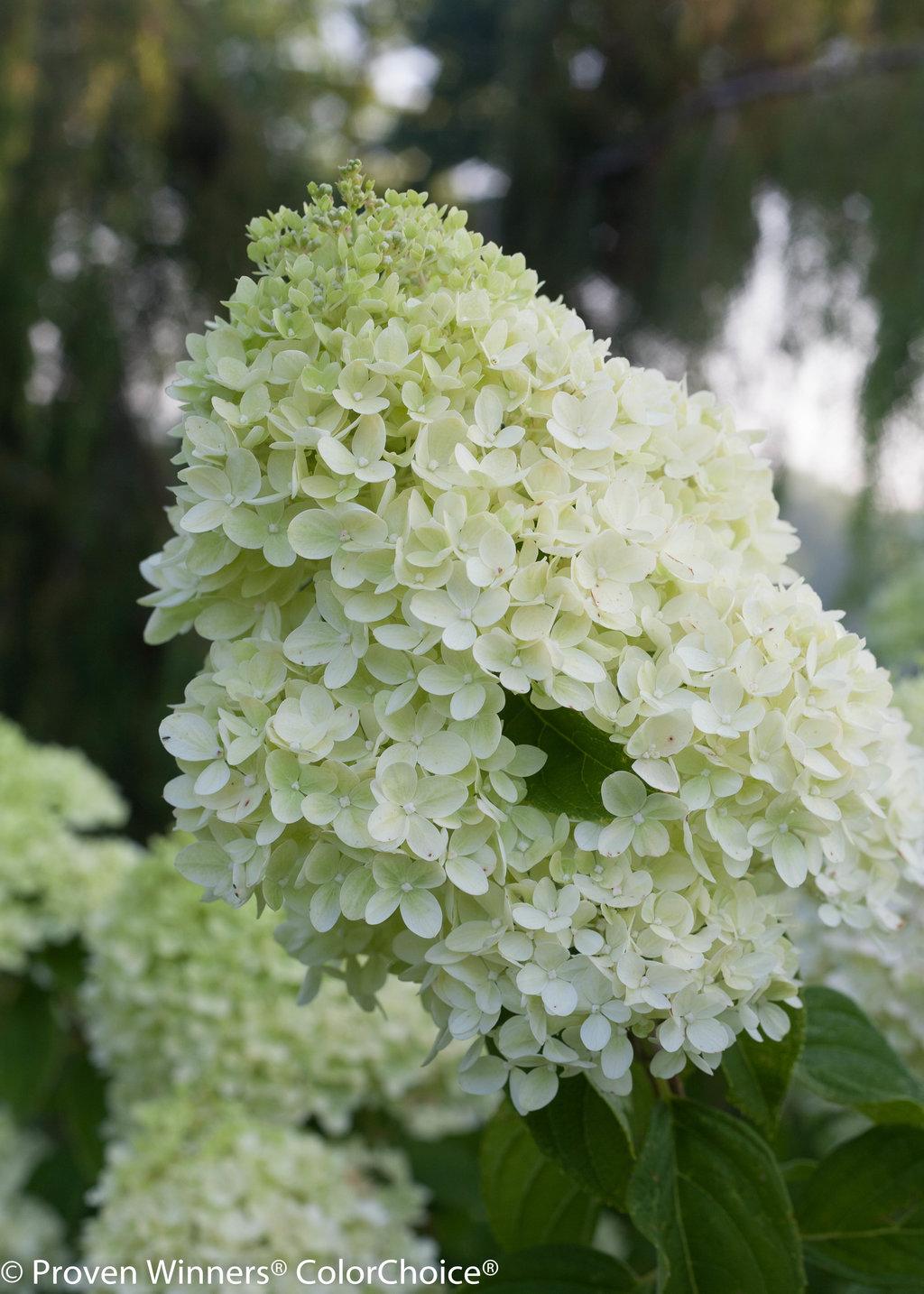 Hydrangea Paniculata Little Lime - View 16 from www redcrocus com