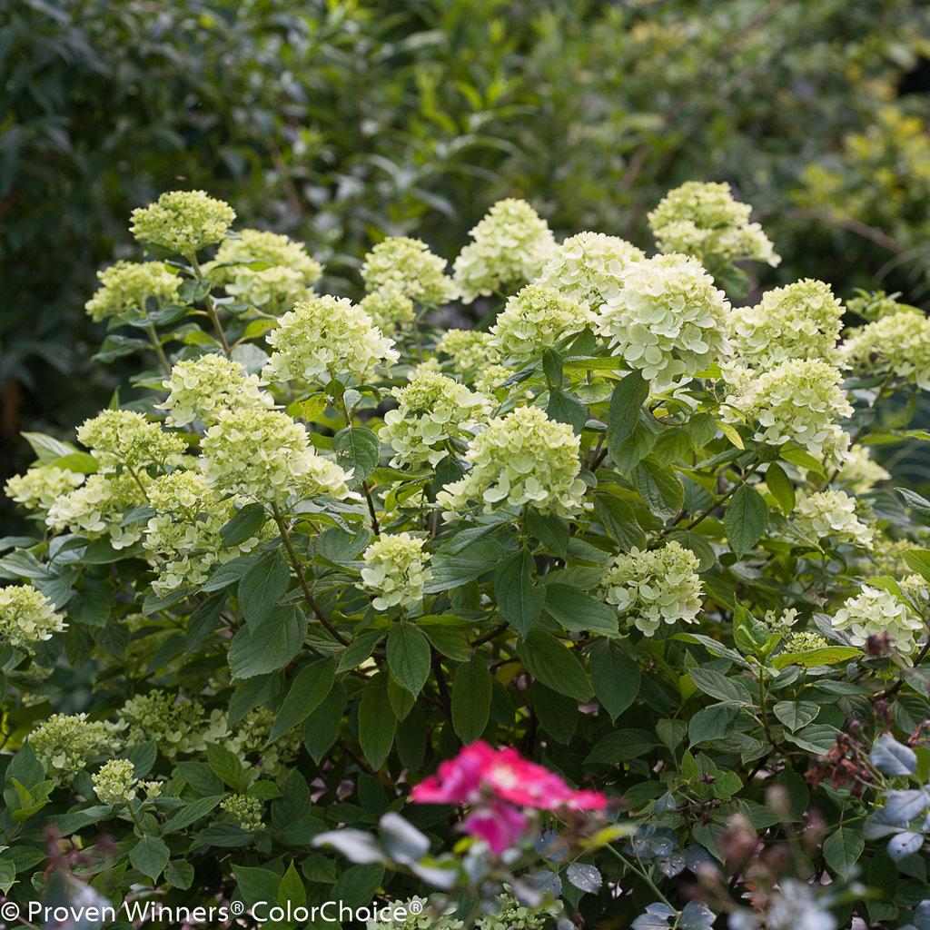 Hydrangea Paniculata Little Lime - View 4 from www redcrocus com