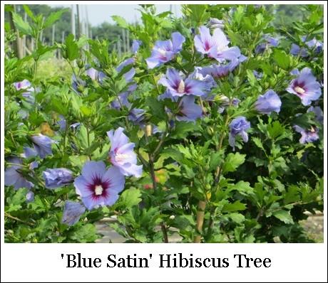 Hibiscus Syriacus Blue Satin Tree Form - View 10 from www redcrocus com