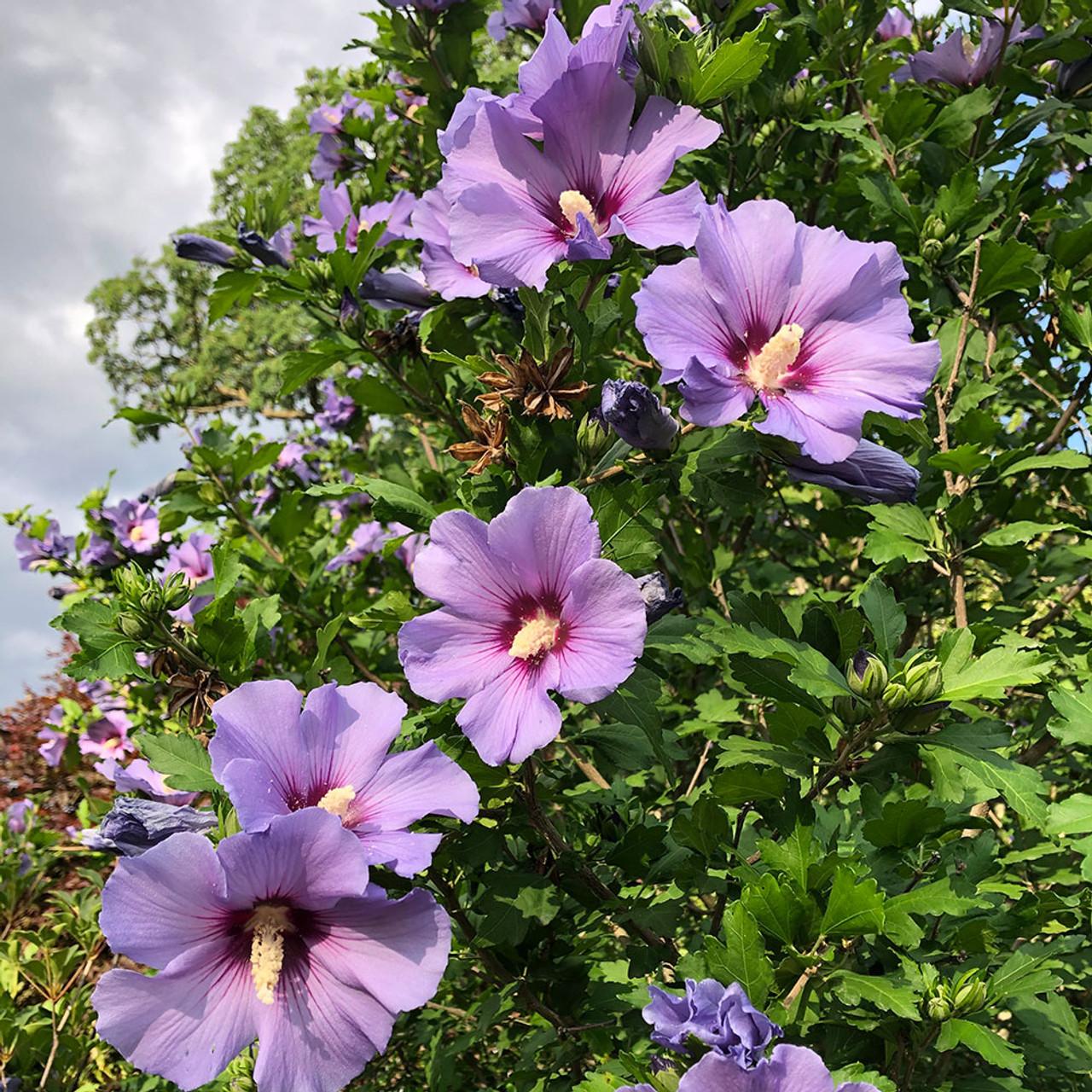 Hibiscus Syriacus Blue Satin Tree Form - View 12 from www redcrocus com