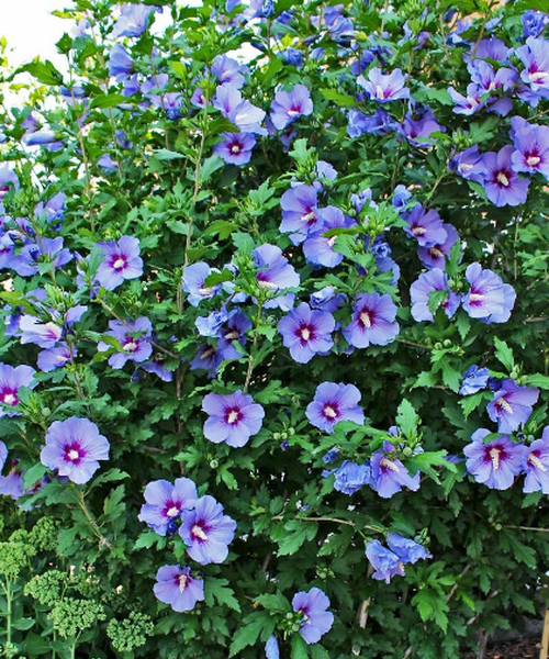 Hibiscus Syriacus Blue Satin Tree Form - View 15 from www redcrocus com