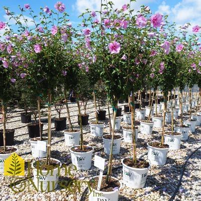 Hibiscus Syriacus Blue Satin Tree Form - View 17 from www redcrocus com