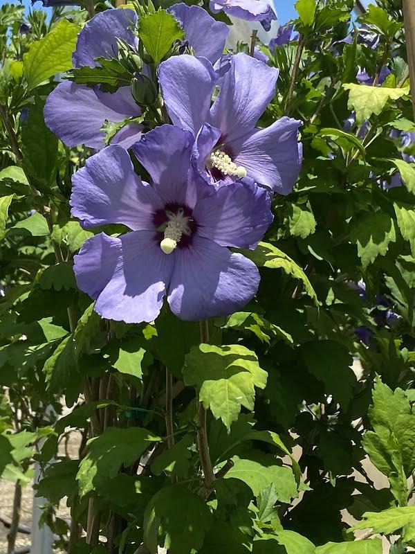 Hibiscus Syriacus Blue Satin Tree Form - View 2 from www redcrocus com