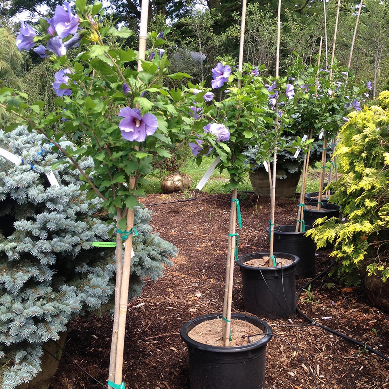 Hibiscus Syriacus Blue Satin Tree Form - View 3 from www redcrocus com