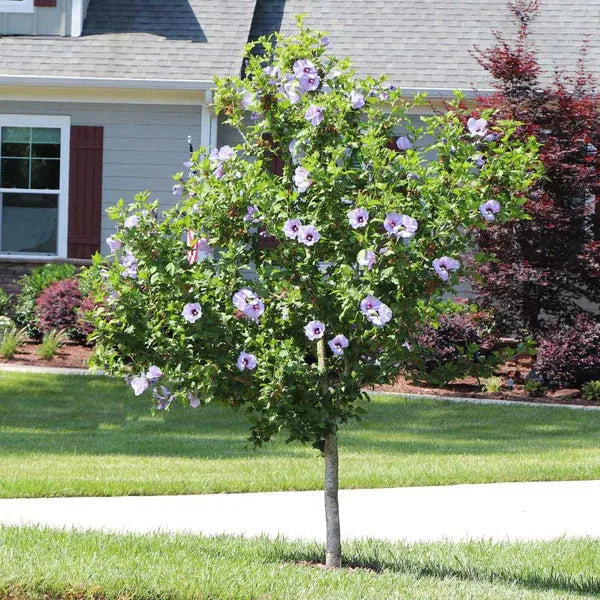 Hibiscus Syriacus Blue Satin Tree Form - View 4 from www redcrocus com