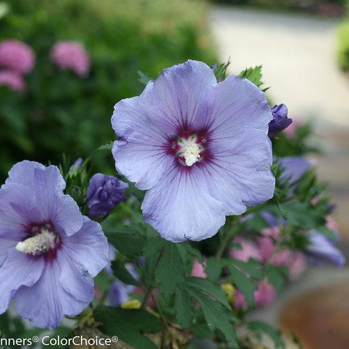 Hibiscus Syriacus Blue Satin Tree Form - View 5 from www redcrocus com