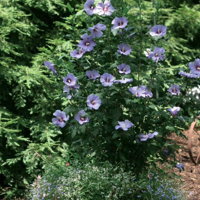Hibiscus Syriacus Blue Satin Tree Form - View 9 from www redcrocus com