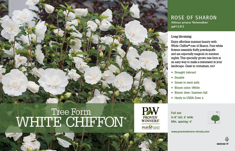 Hibiscus Syriacus White Chiffon Tree Form - View 10 from www redcrocus com