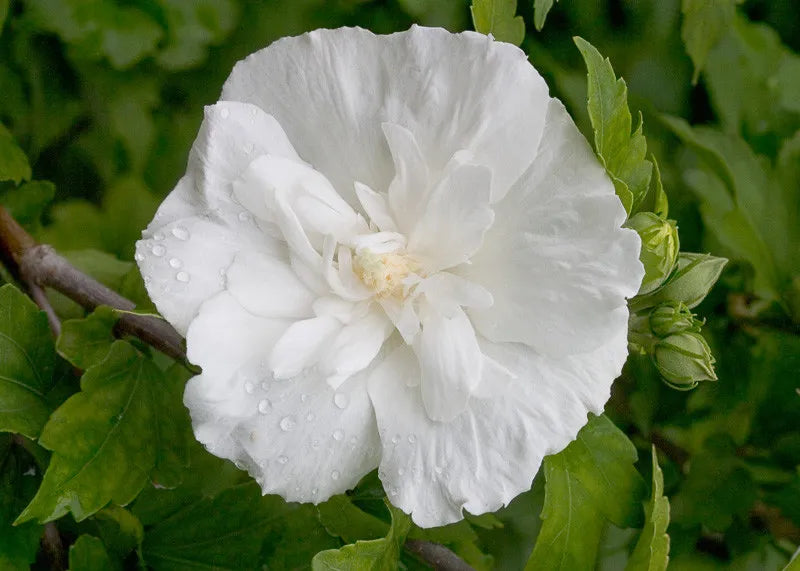Hibiscus Syriacus White Chiffon Tree Form - View 10 from www redcrocus com