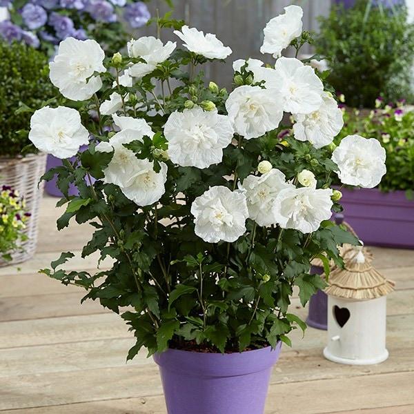 Hibiscus Syriacus White Chiffon Tree Form - View 11 from www redcrocus com
