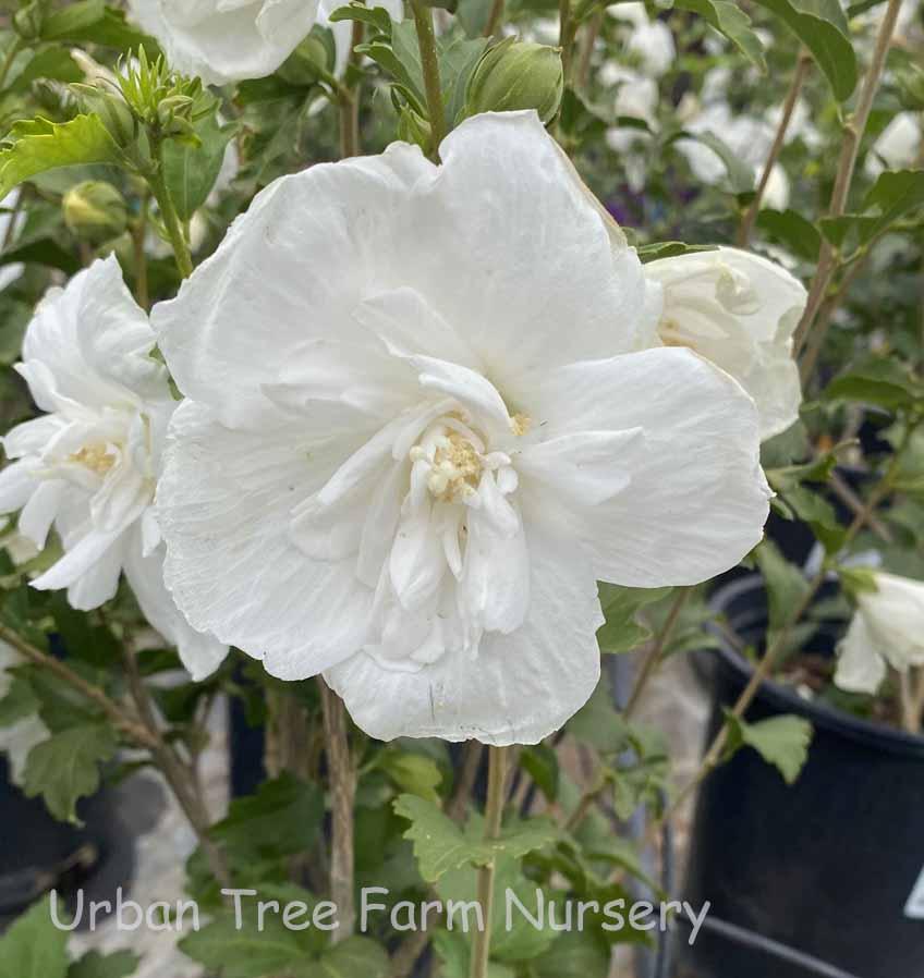 Hibiscus Syriacus White Chiffon Tree Form - View 13 from www redcrocus com
