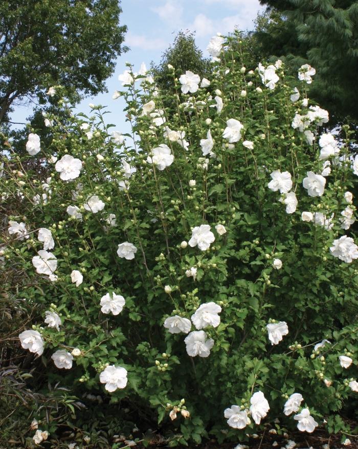 Hibiscus Syriacus White Chiffon Tree Form - View 14 from www redcrocus com