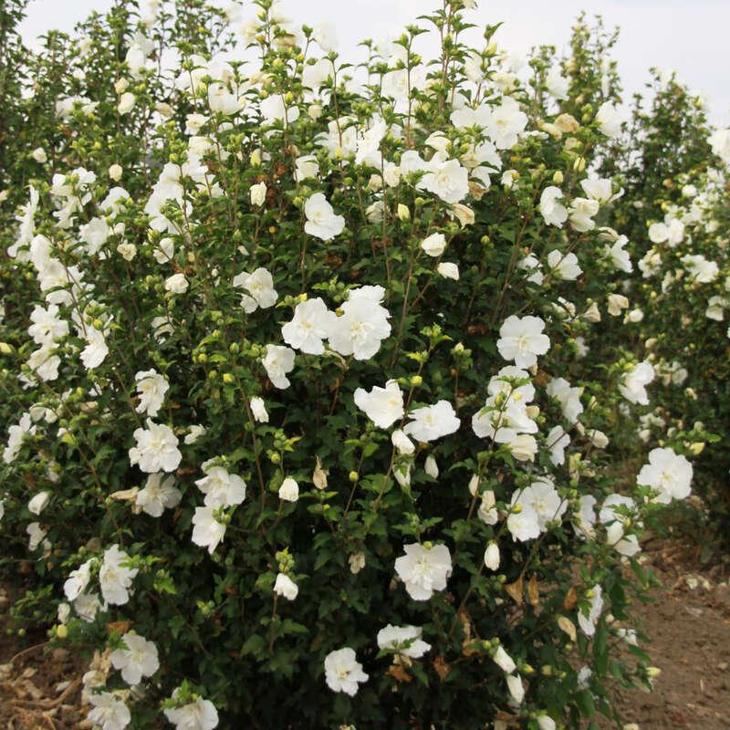 Hibiscus Syriacus White Chiffon Tree Form - View 15 from www redcrocus com