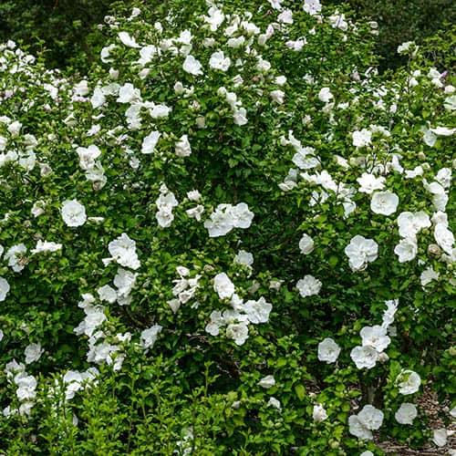 Hibiscus Syriacus White Chiffon Tree Form - View 16 from www redcrocus com
