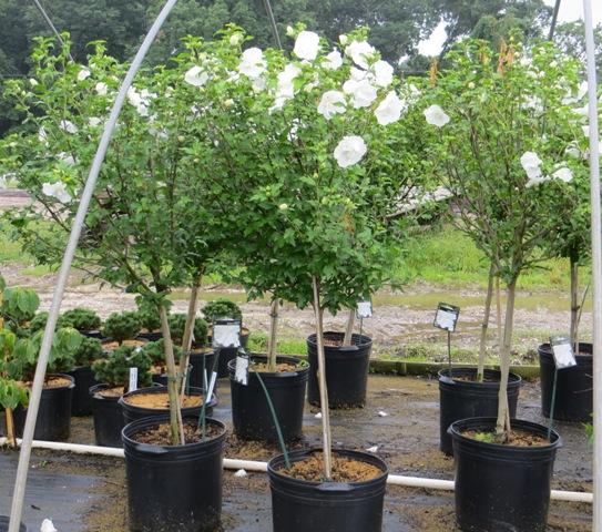 Hibiscus Syriacus White Chiffon Tree Form - View 17 from www redcrocus com