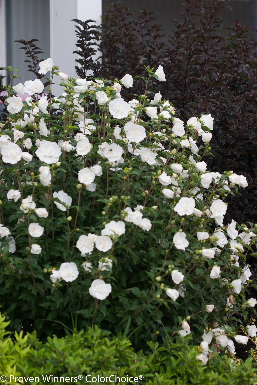 Hibiscus Syriacus White Chiffon Tree Form - View 1 from www redcrocus com