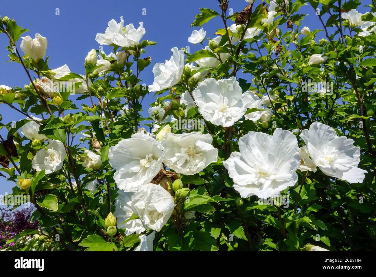 Hibiscus Syriacus White Chiffon Tree Form - View 2 from www redcrocus com