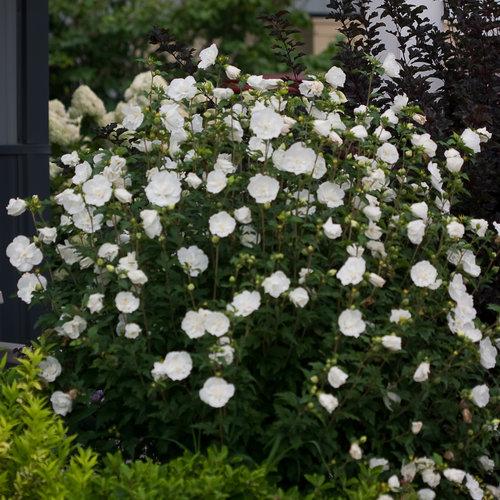 Hibiscus Syriacus White Chiffon Tree Form - View 3 from www redcrocus com