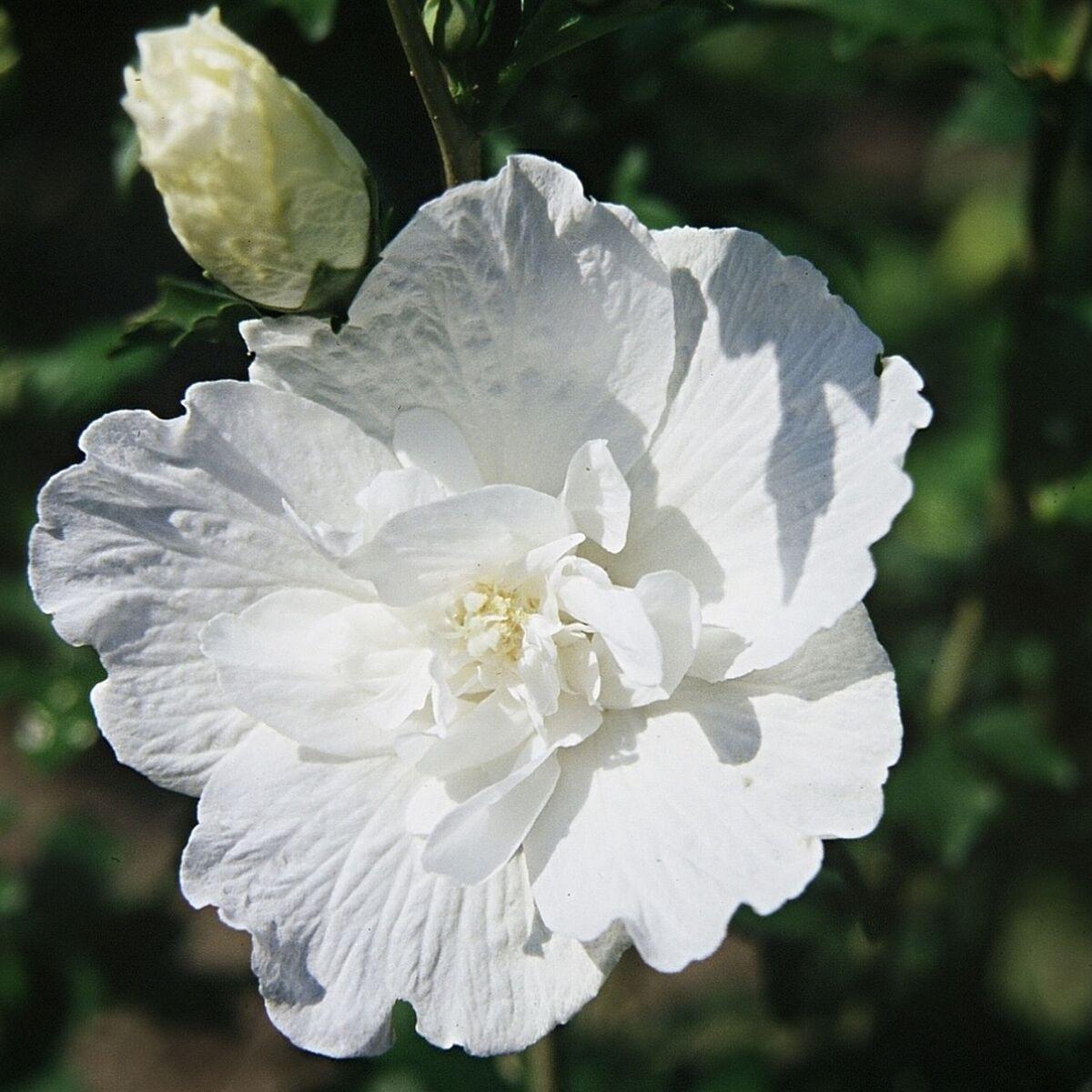 Hibiscus Syriacus White Chiffon Tree Form - View 5 from www redcrocus com