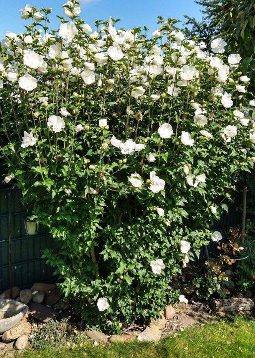 Hibiscus Syriacus White Chiffon Tree Form - View 6 from www redcrocus com