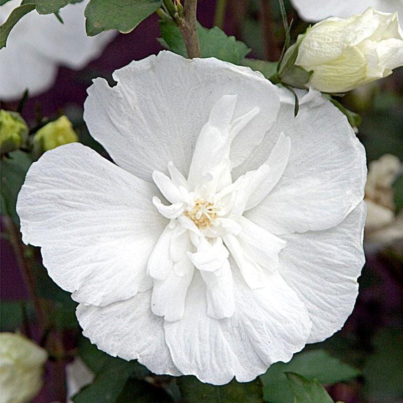 Hibiscus Syriacus White Chiffon Tree Form - View 8 from www redcrocus com