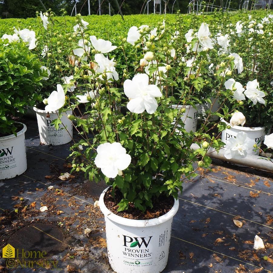 Hibiscus Syriacus White Chiffon Tree Form - View 9 from www redcrocus com