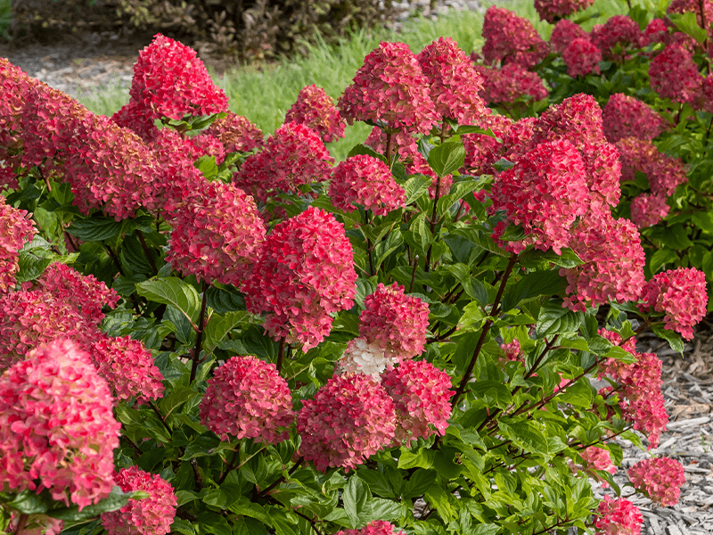 Hydrangea Paniculata 'spring Sizzle' - View 9 from www redcrocus com