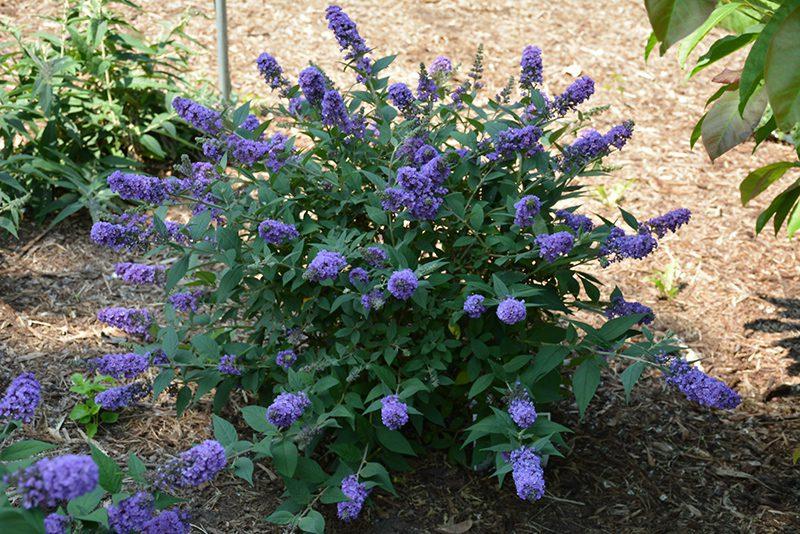 Buddleia Davidii 'blue Chip Jr ' - View 10 from www redcrocus com