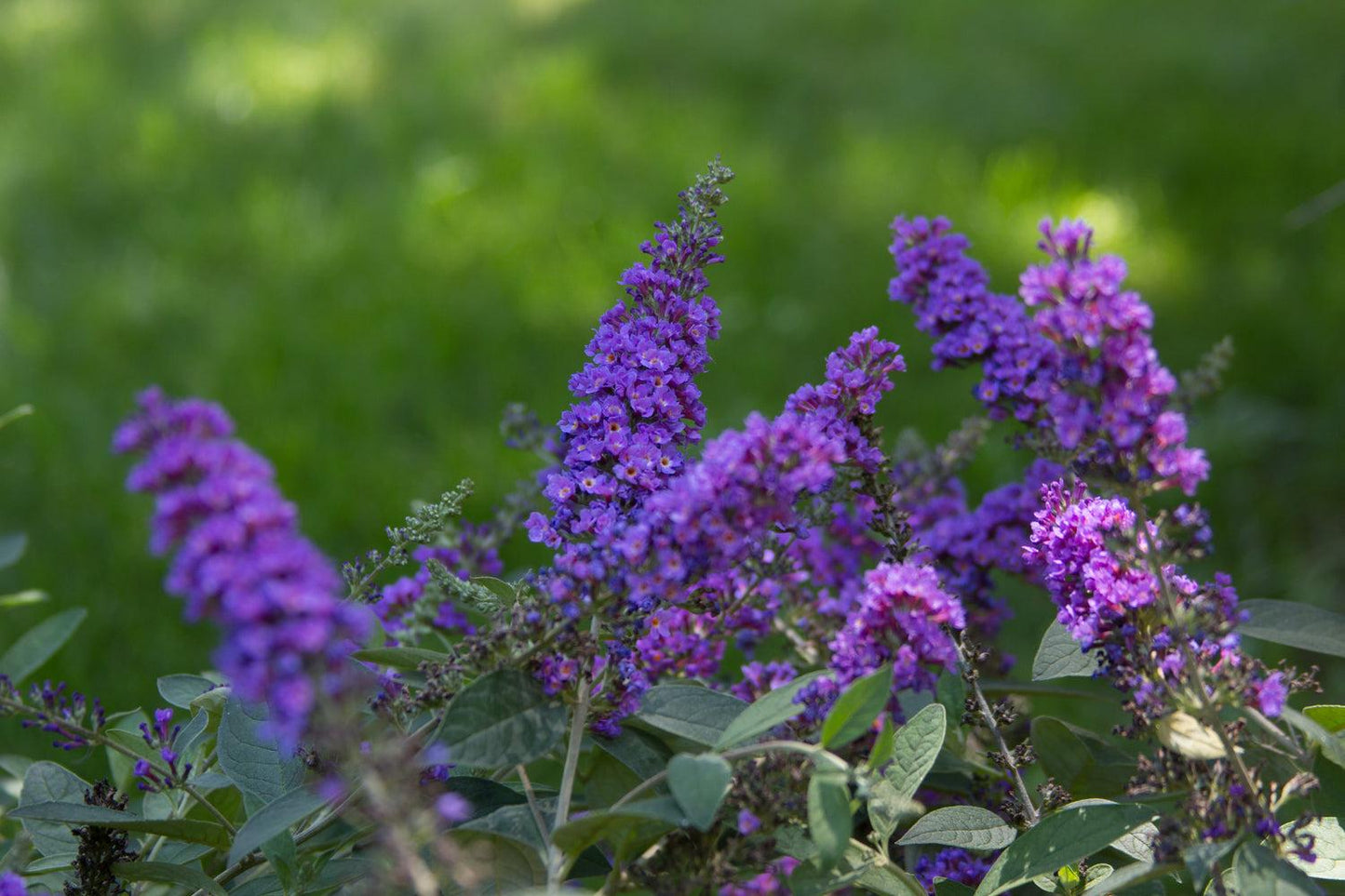 Buddleia Davidii 'blue Chip Jr ' - View 11 from www redcrocus com