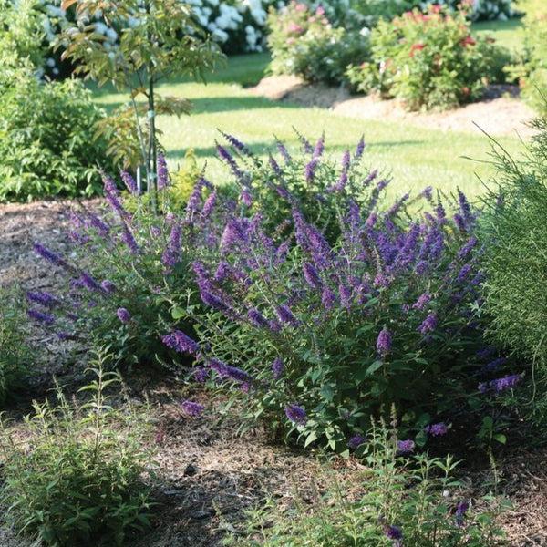 Buddleia Davidii 'blue Chip Jr ' - View 13 from www redcrocus com