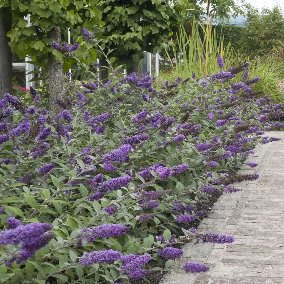Buddleia Davidii 'blue Chip Jr ' - View 15 from www redcrocus com