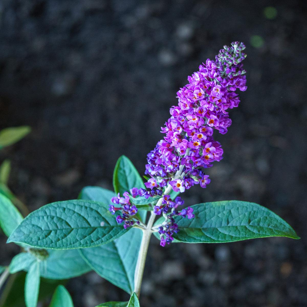 Buddleia Davidii 'blue Chip Jr ' - View 15 from www redcrocus com