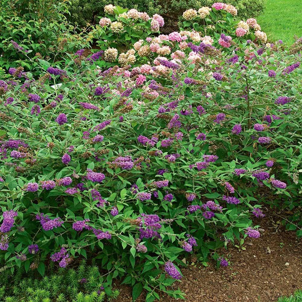 Buddleia Davidii 'blue Chip Jr ' - View 17 from www redcrocus com