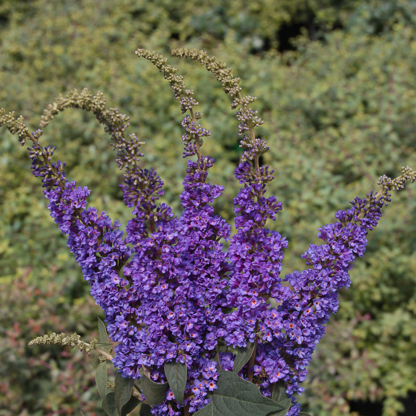 Buddleia Davidii 'blue Chip Jr ' - View 17 from www redcrocus com