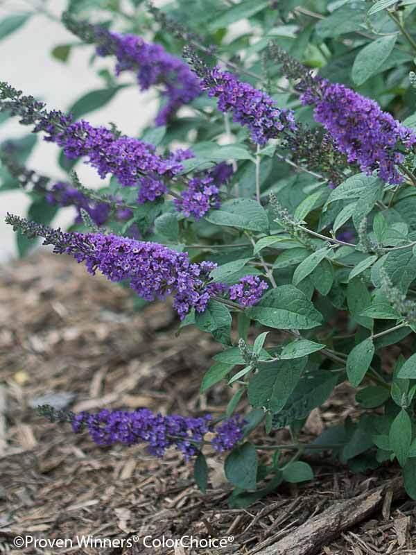 Buddleia Davidii 'blue Chip Jr ' - View 2 from www redcrocus com