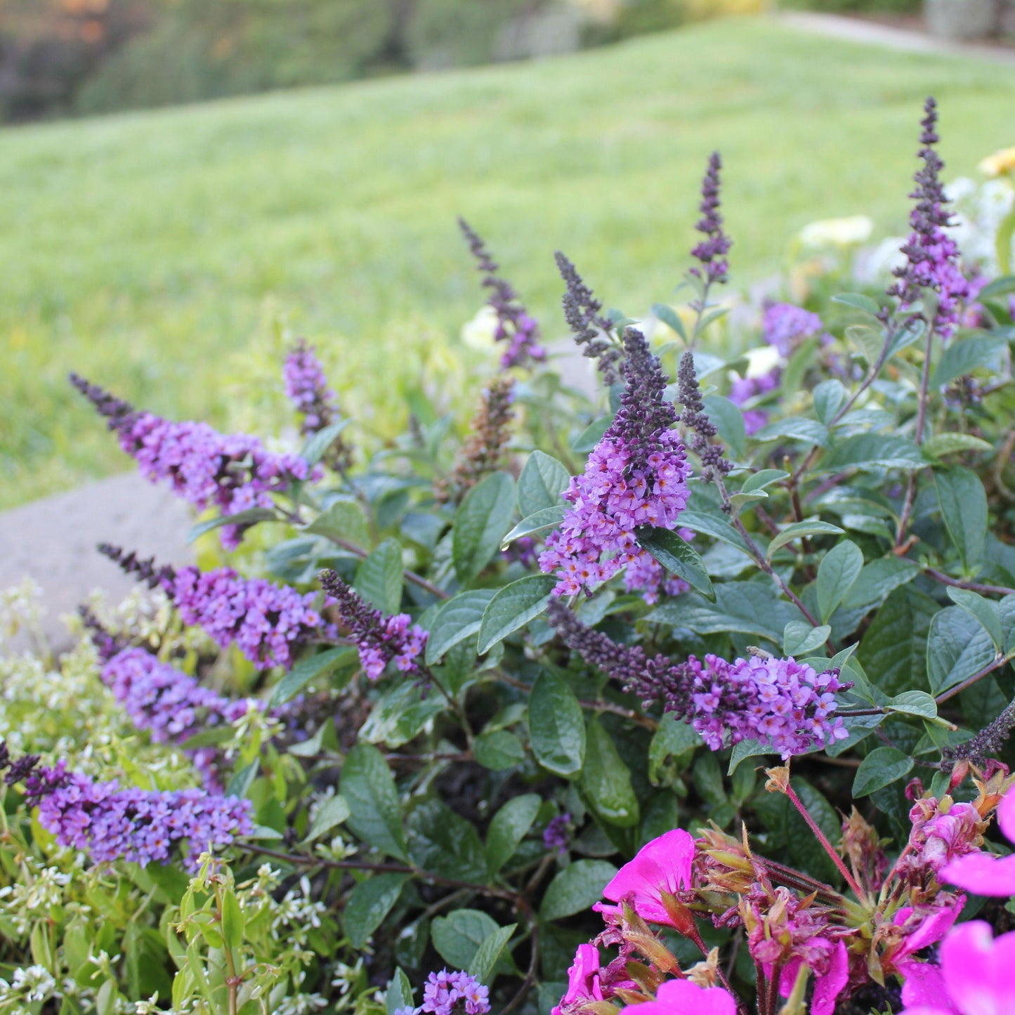 Buddleia Davidii 'blue Chip Jr ' - View 3 from www redcrocus com