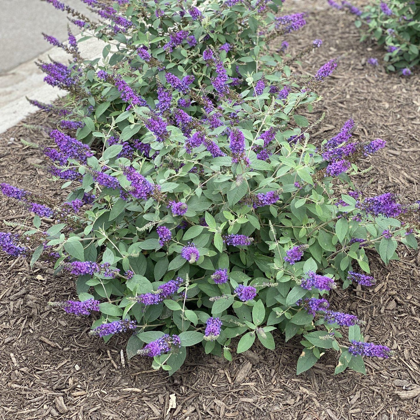 Buddleia Davidii 'blue Chip Jr ' - View 4 from www redcrocus com