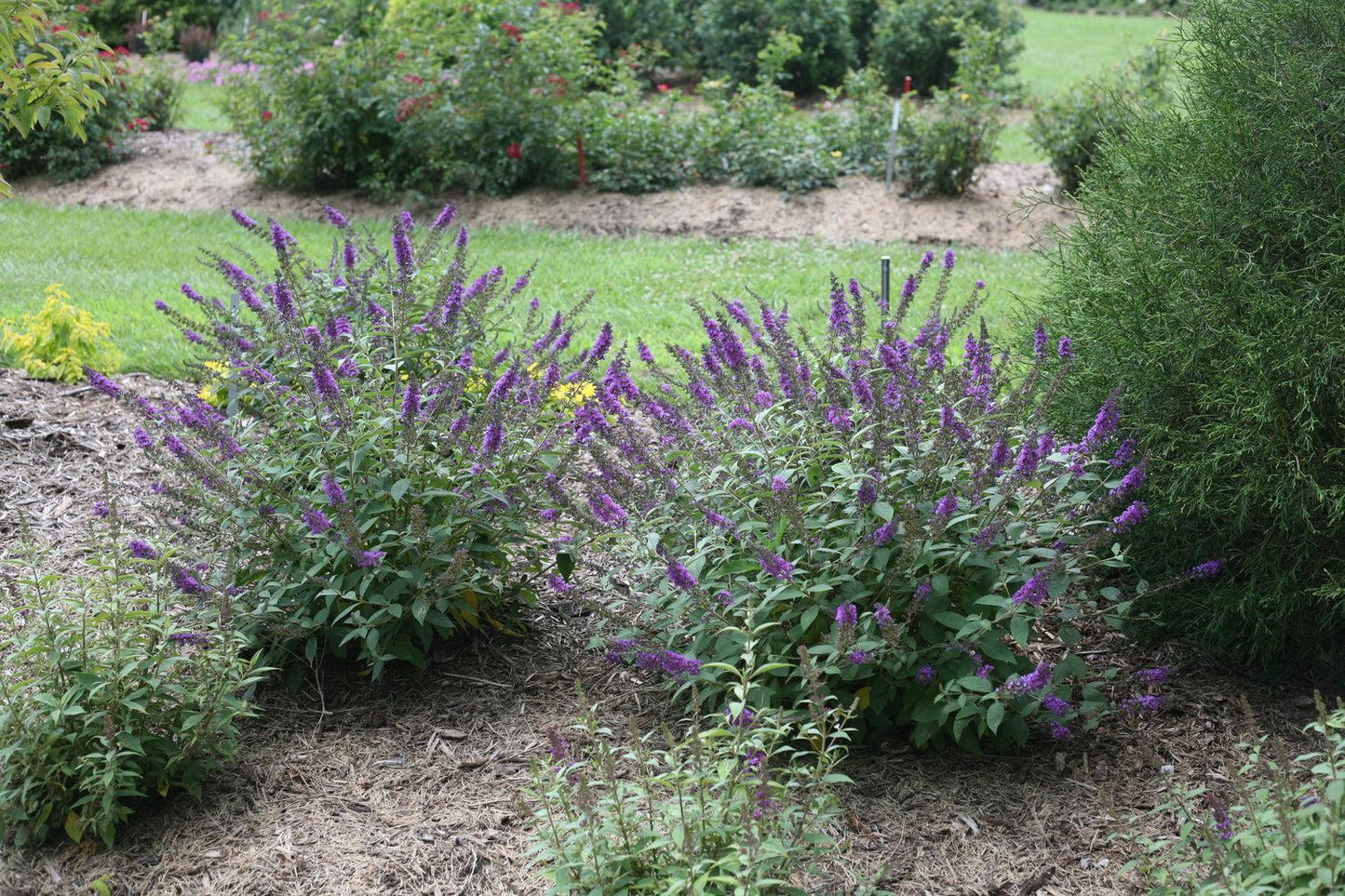 Buddleia Davidii 'blue Chip Jr ' - View 5 from www redcrocus com
