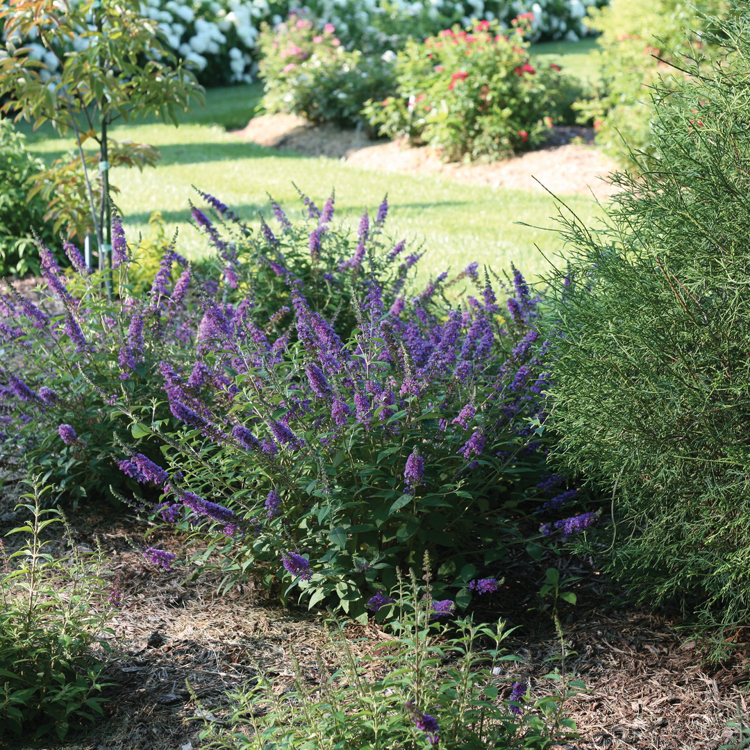 Buddleia Davidii 'blue Chip Jr ' - View 8 from www redcrocus com