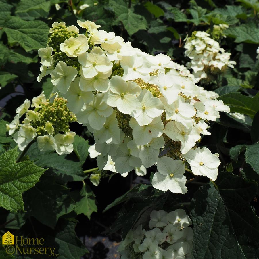 Hydrangea Quercifolia Munchkin - View 9 from www redcrocus com